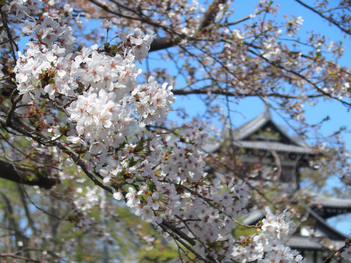 suno (すの) tweet media