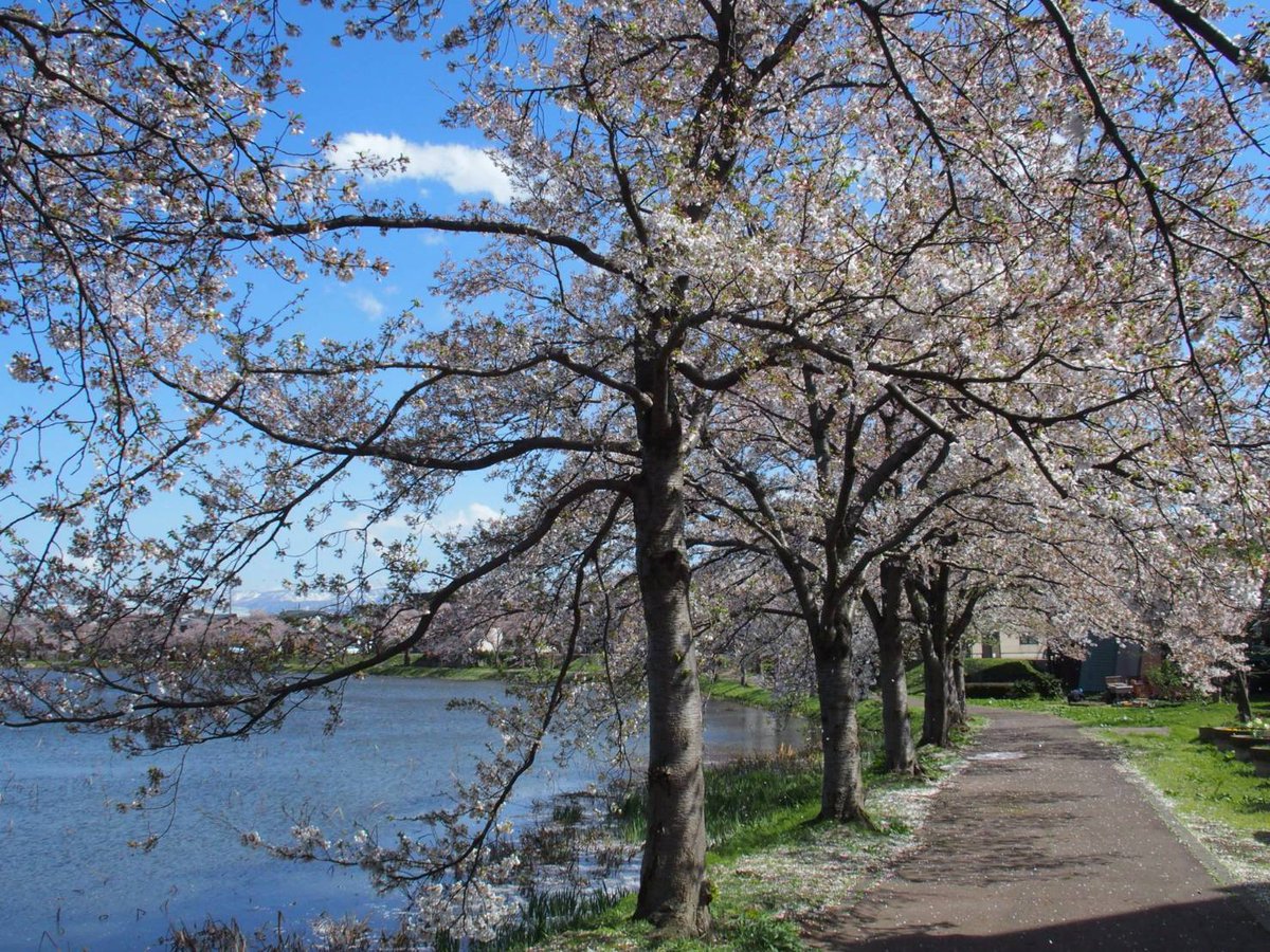 suno (すの) tweet media