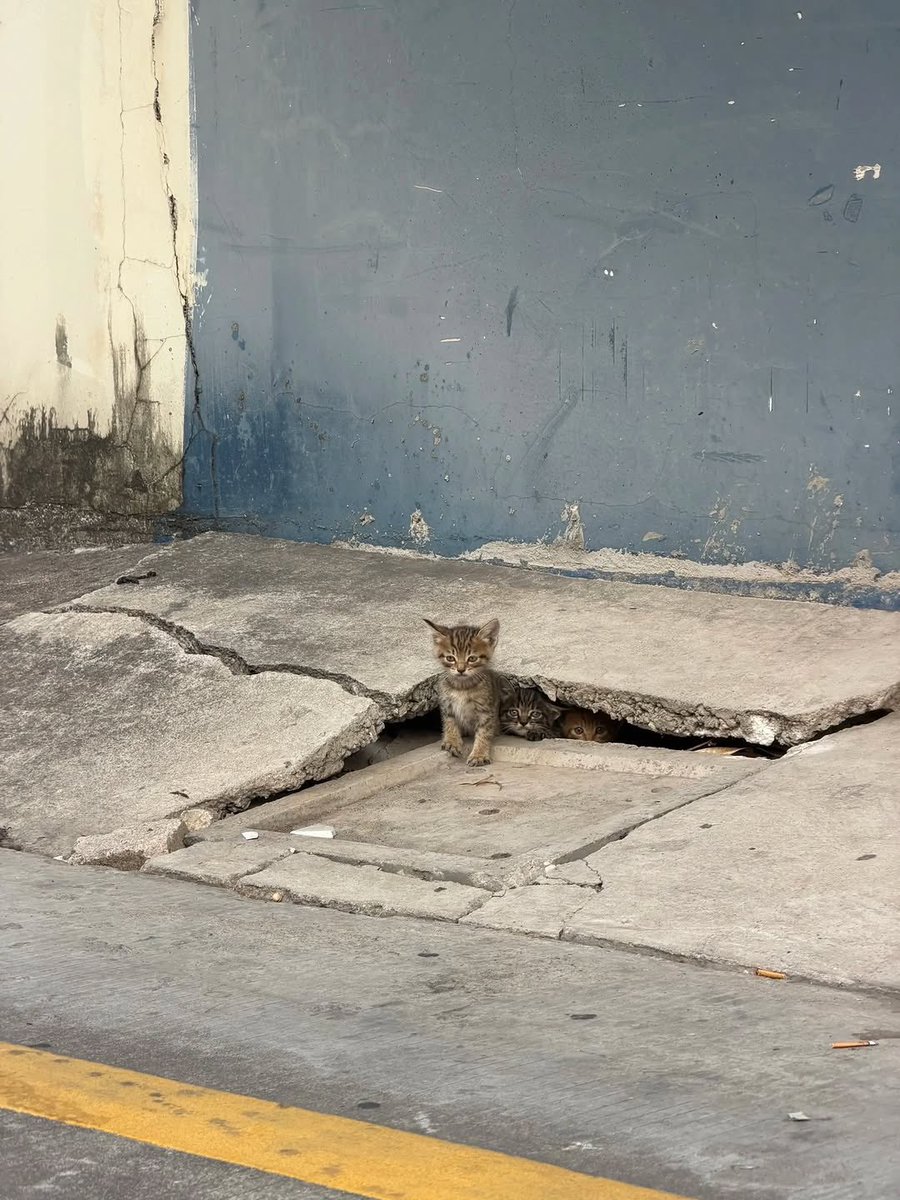 BestOfMeow's tweet photo. https://t.co/PB7uPdSOID