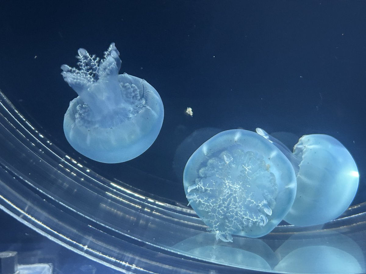 はるちゃん tweet media