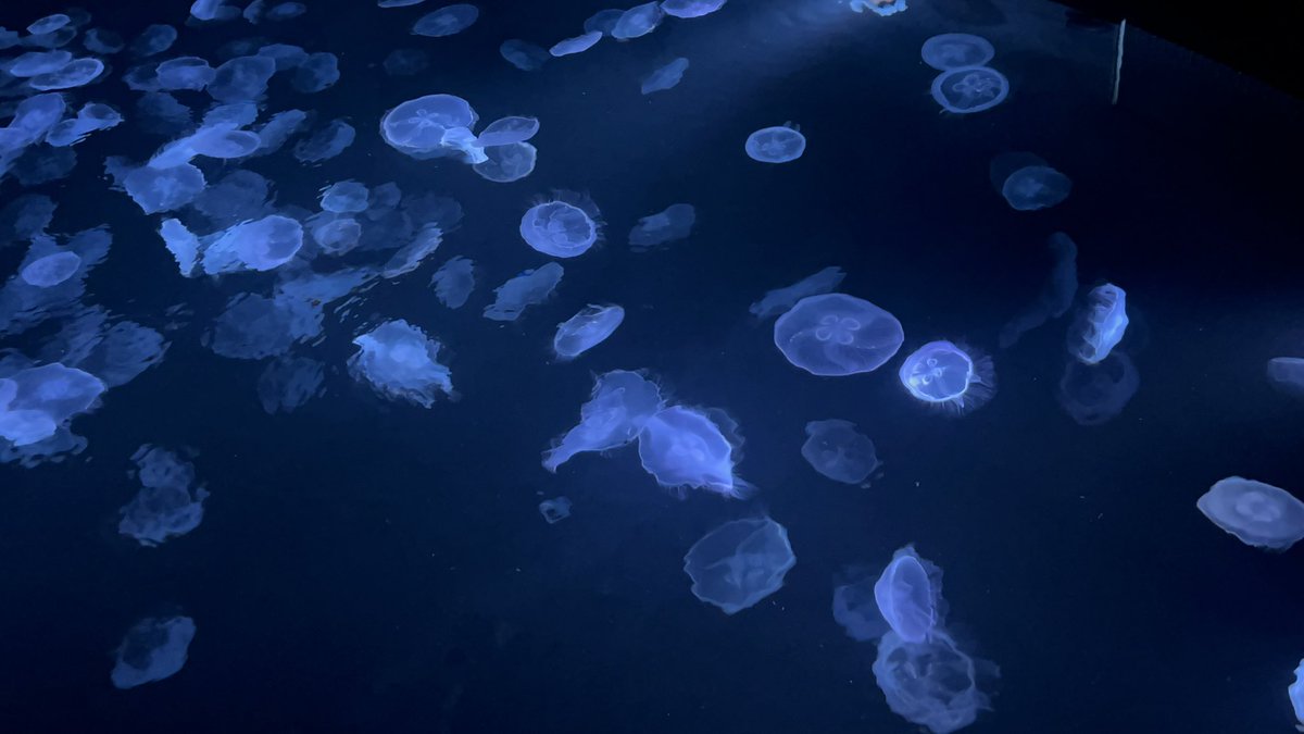 はるちゃん tweet media