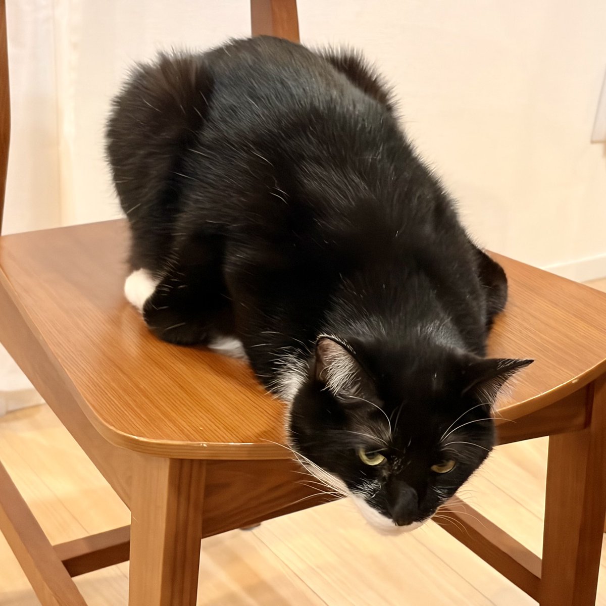 xrider_'s tweet photo. なんちゅうかっこ？

#猫のいる暮らし https://t.co/0HMkes7Hzn
