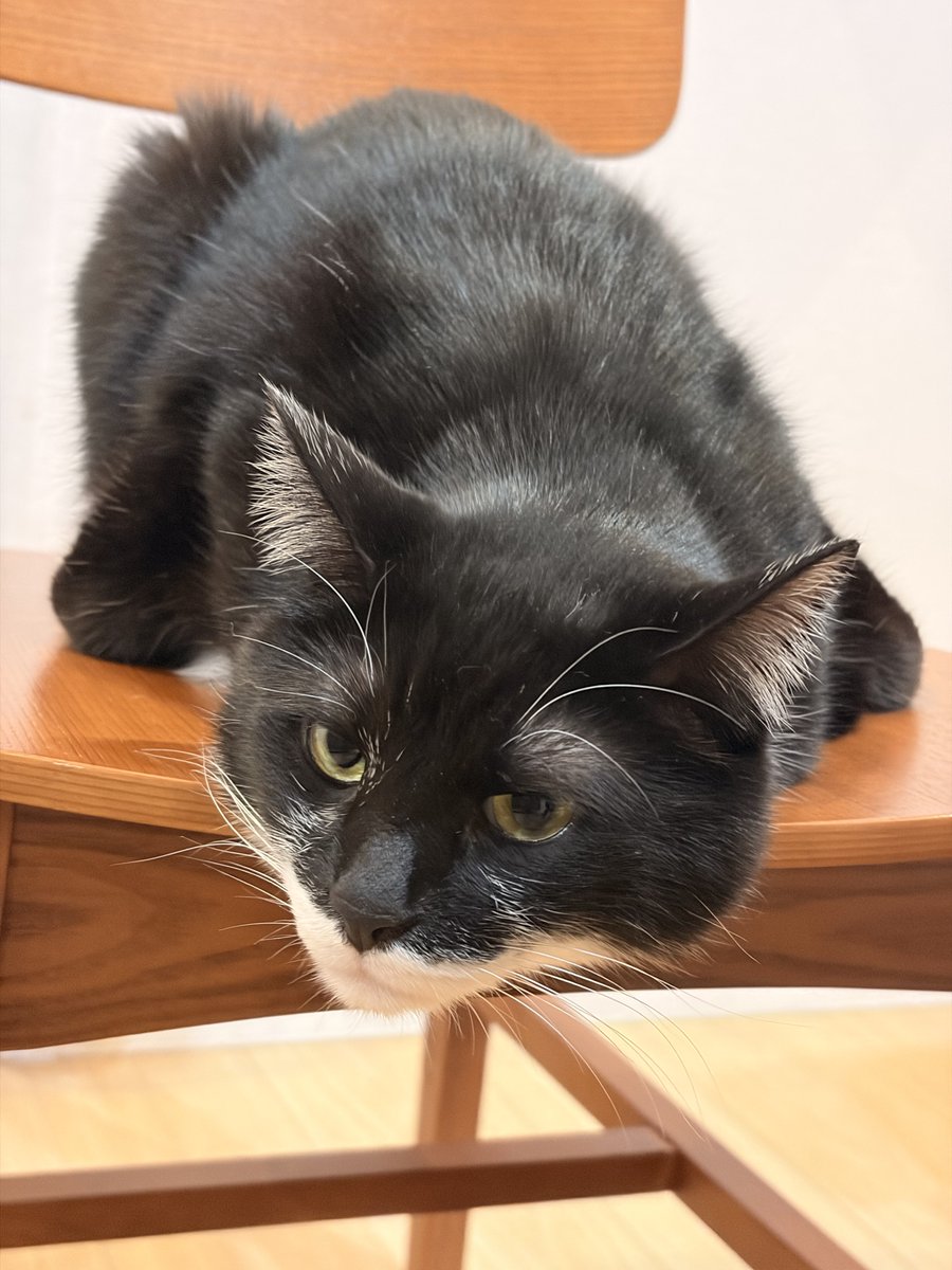 xrider_'s tweet photo. なんちゅうかっこ？

#猫のいる暮らし https://t.co/0HMkes7Hzn