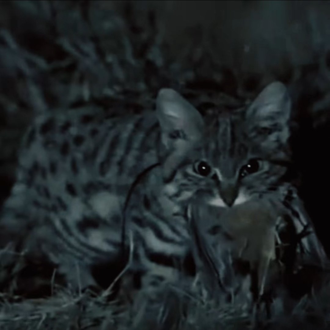 the best cute lovely druid collar tweet media