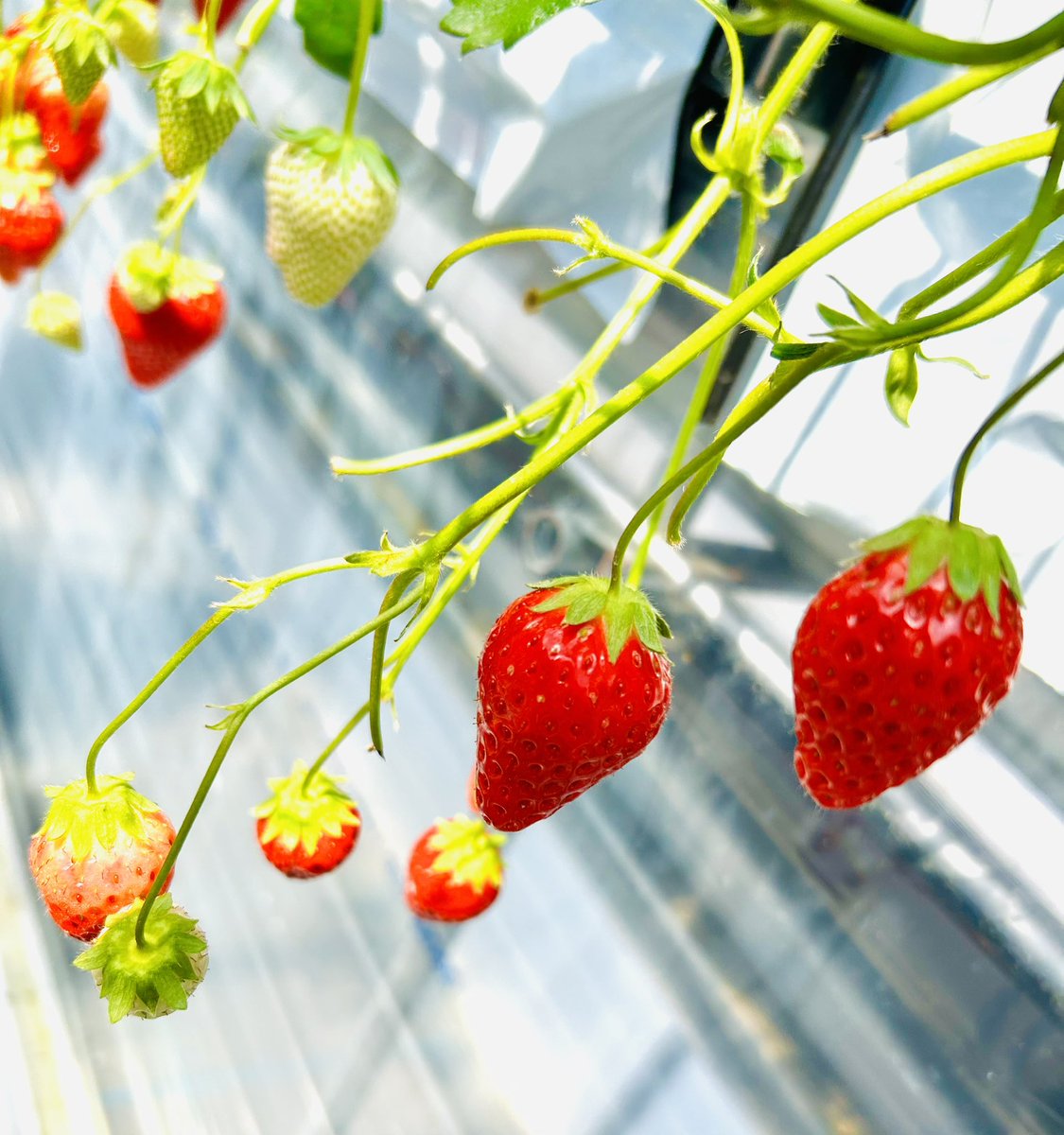 はと🐧 tweet media