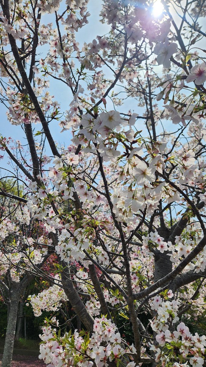 ぎんちょす@𝔼𝕓𝕝𝕒𝕟𝕒 tweet media