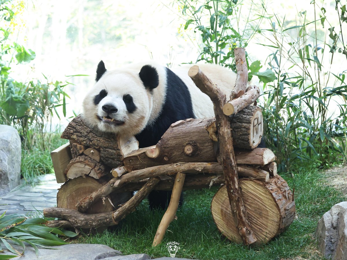 FULIGHT.BAO tweet media