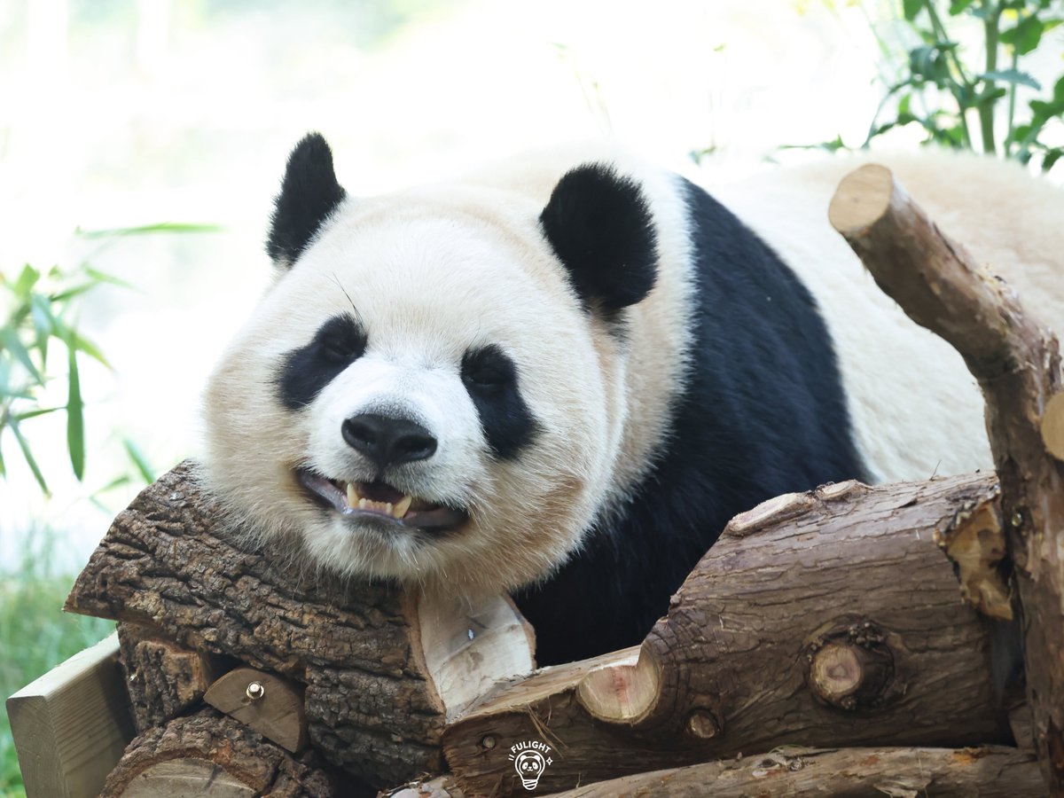 FULIGHT.BAO tweet media