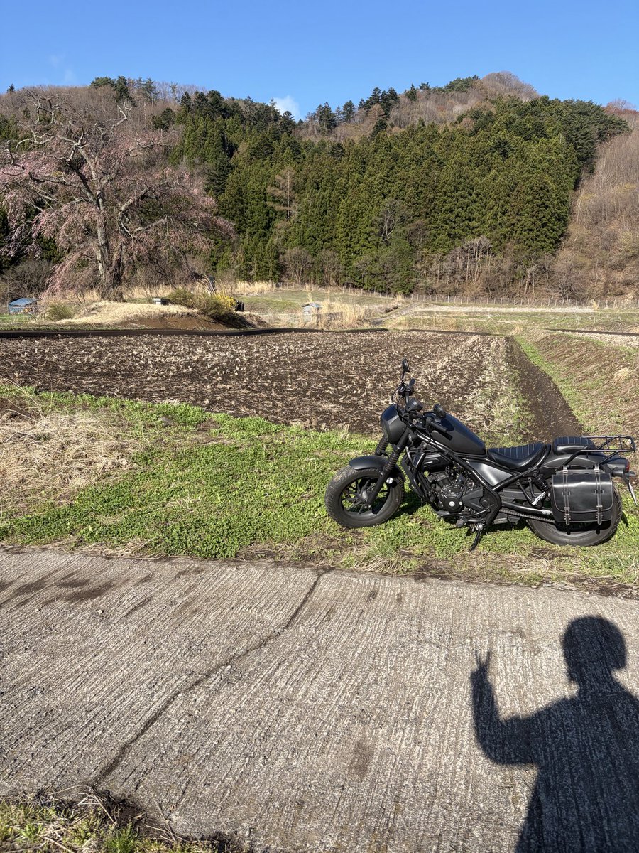 ParmF91's tweet photo. 暖かい日でしたネ😁今日は沼田へ🏍️市内のソメイヨシノ🌸は満開だけど、枝垂れ桜🌸はまだ早かったみたい😅三分咲き⁇　#レブル250 ＃バイク #上発知のシダレザクラ ＃桜 https://t.co/fBDjN15R7d