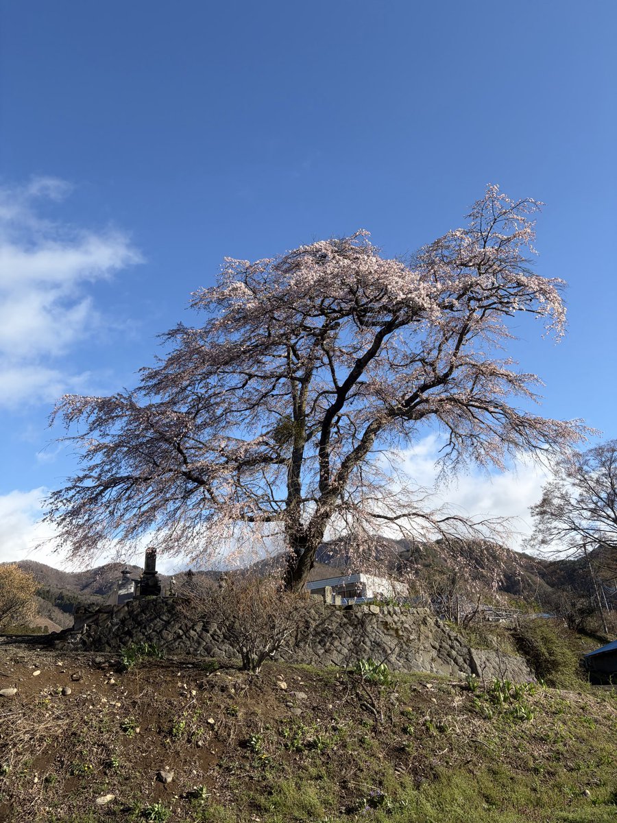 ParmF91's tweet photo. 暖かい日でしたネ😁今日は沼田へ🏍️市内のソメイヨシノ🌸は満開だけど、枝垂れ桜🌸はまだ早かったみたい😅三分咲き⁇　#レブル250 ＃バイク #上発知のシダレザクラ ＃桜 https://t.co/fBDjN15R7d
