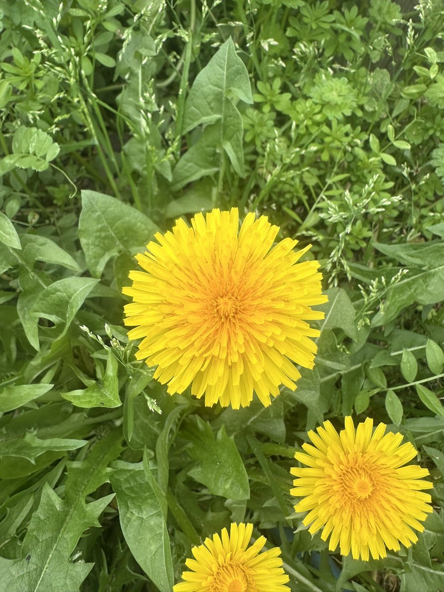 北川知早(Chisa kitagawa) tweet media