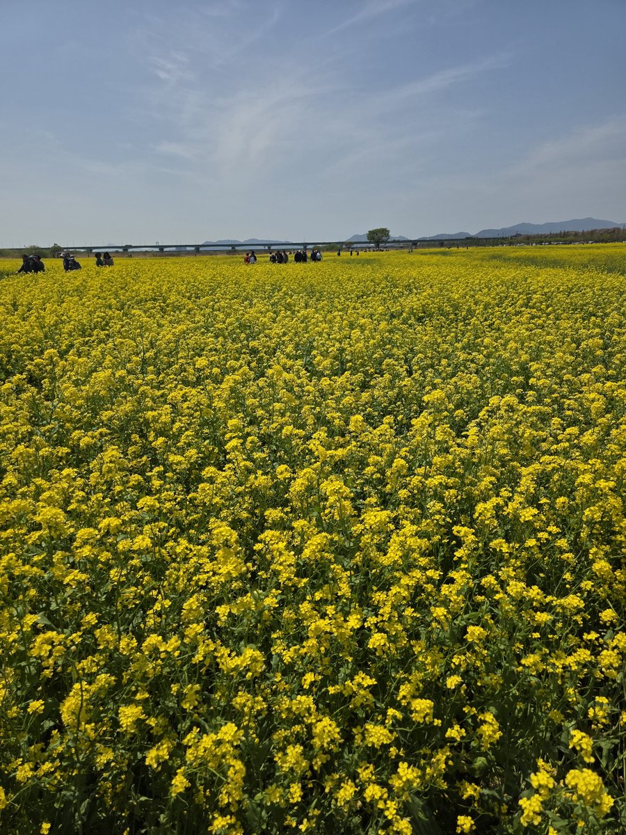 Fangod 하늘색오리 tweet media