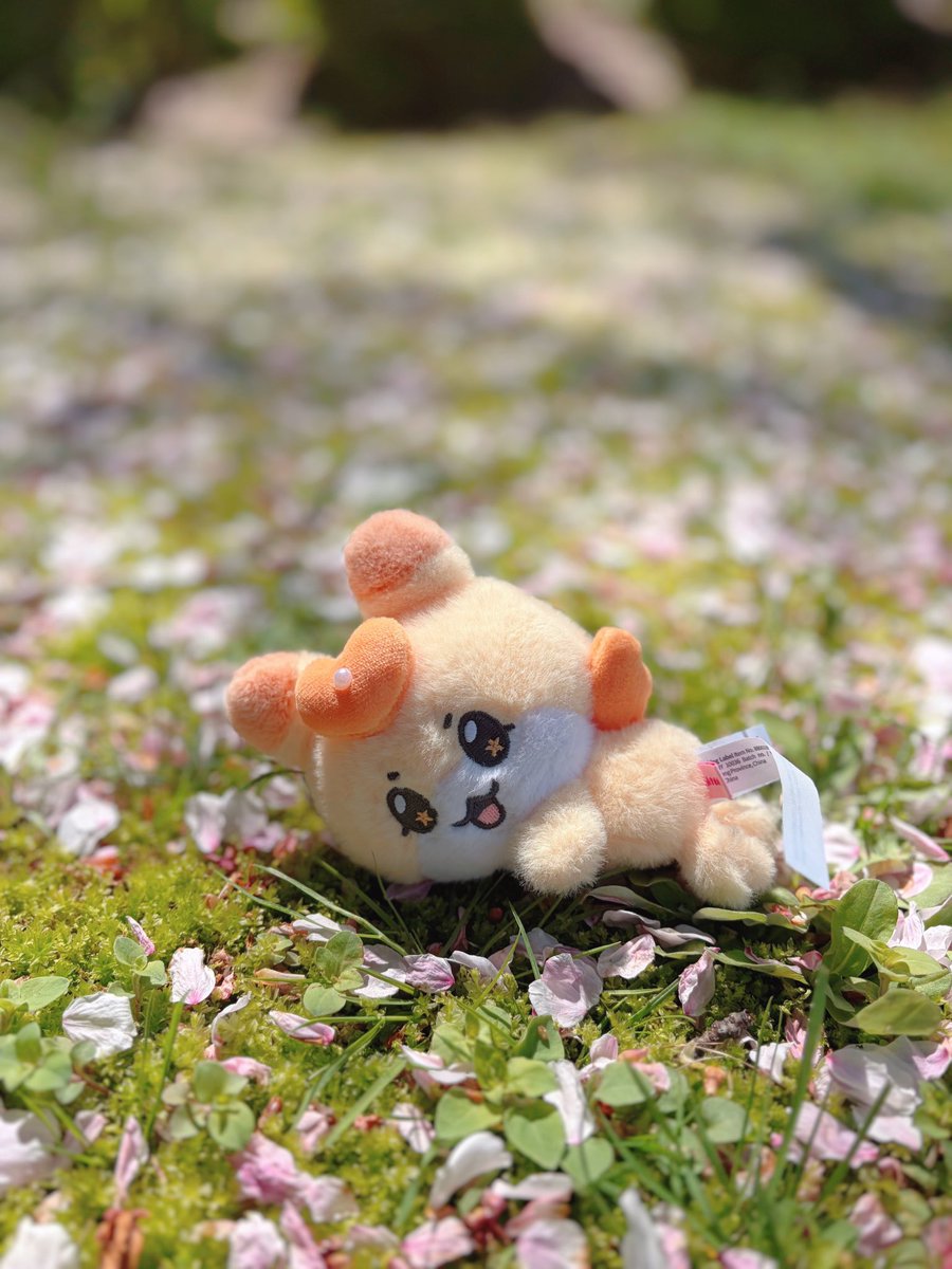 さくらのじゅうたんって、きもちいい🌸