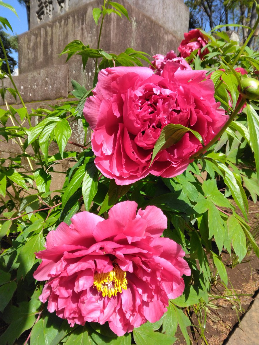 Syncopated_Frog @ ORNITHOLOGY tweet media