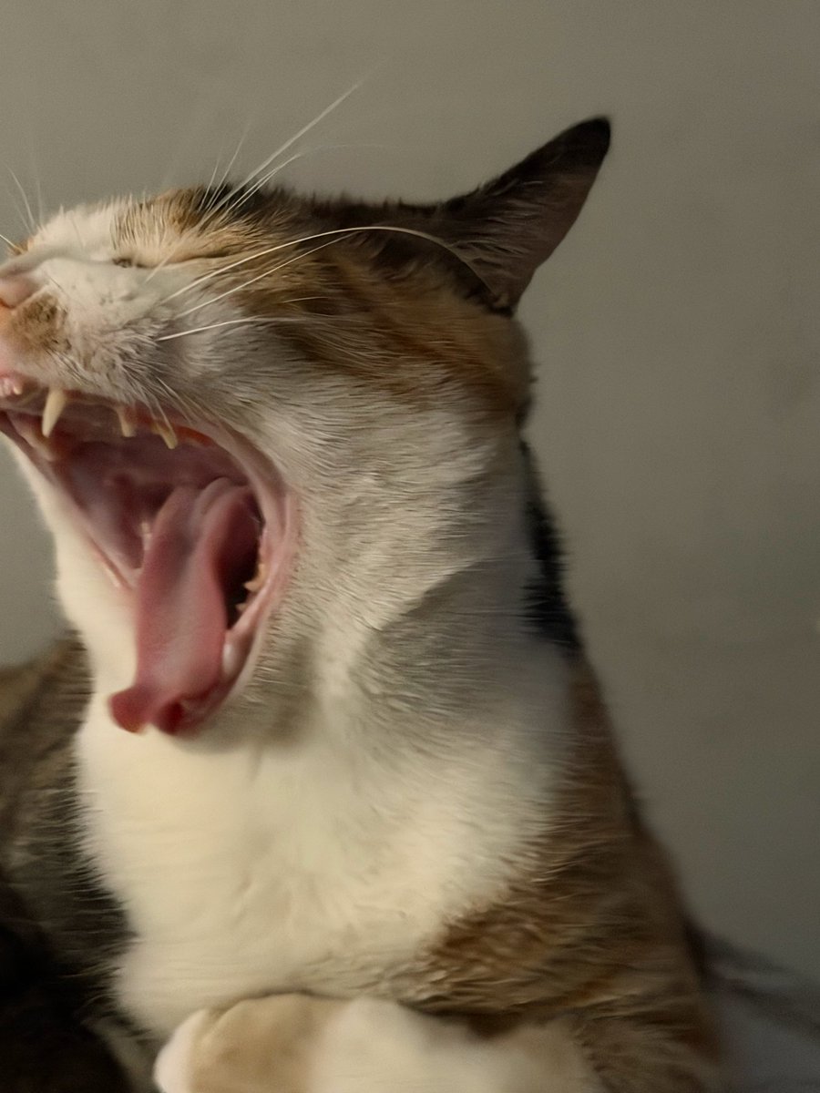 LadyRuski🫀 tweet media