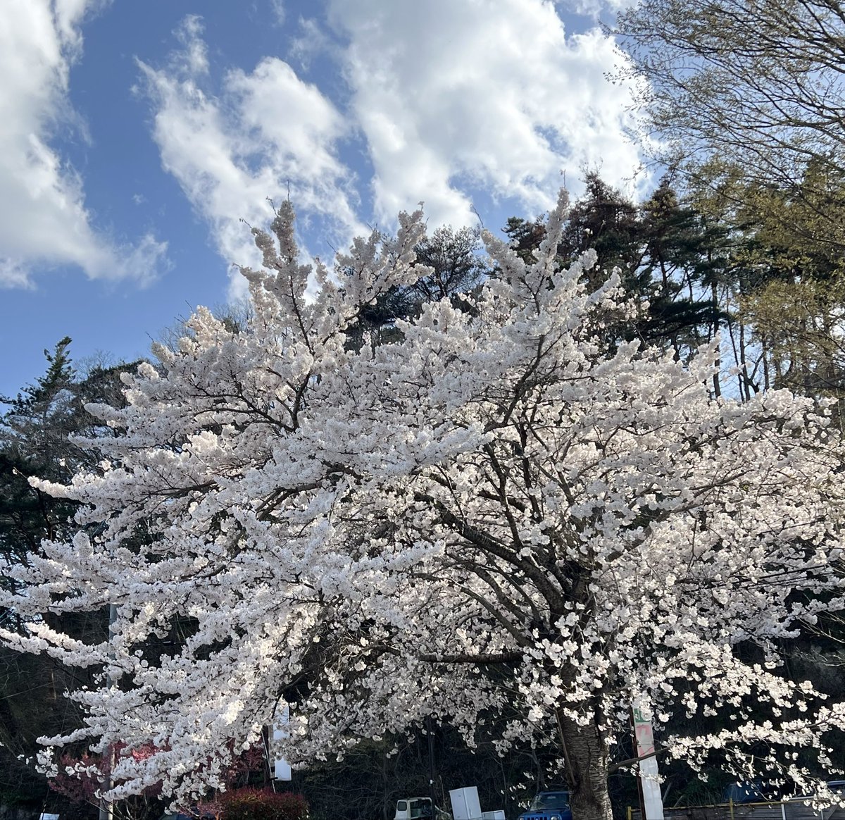 yousuke1728's tweet photo. 浜田本店、桜が満開です🌸 https://t.co/WkkxxX6gib
