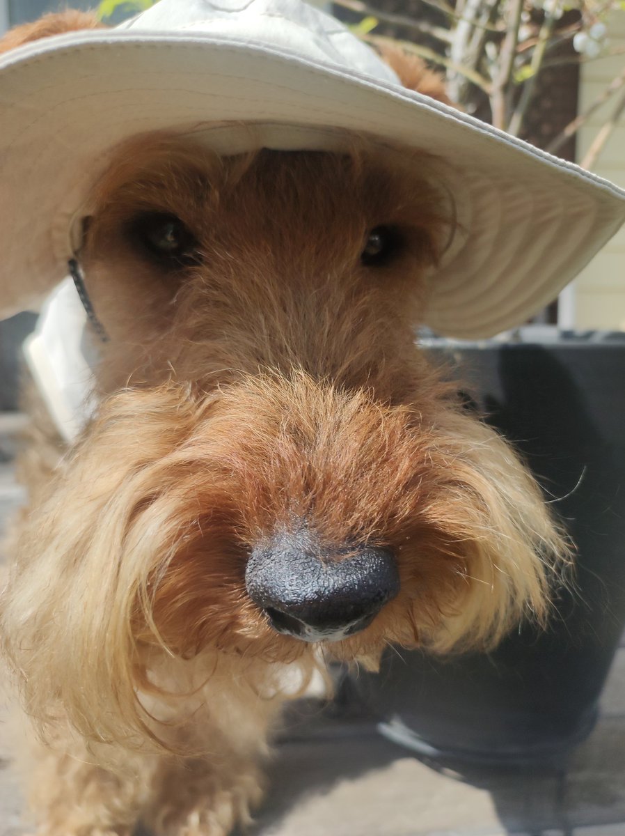 ひめぽん＠思兼（オモイカネ） tweet media