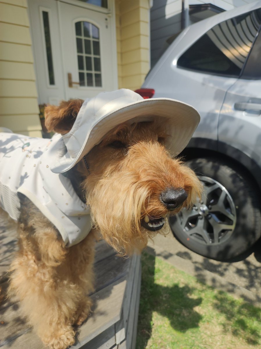 ひめぽん＠思兼（オモイカネ） tweet media