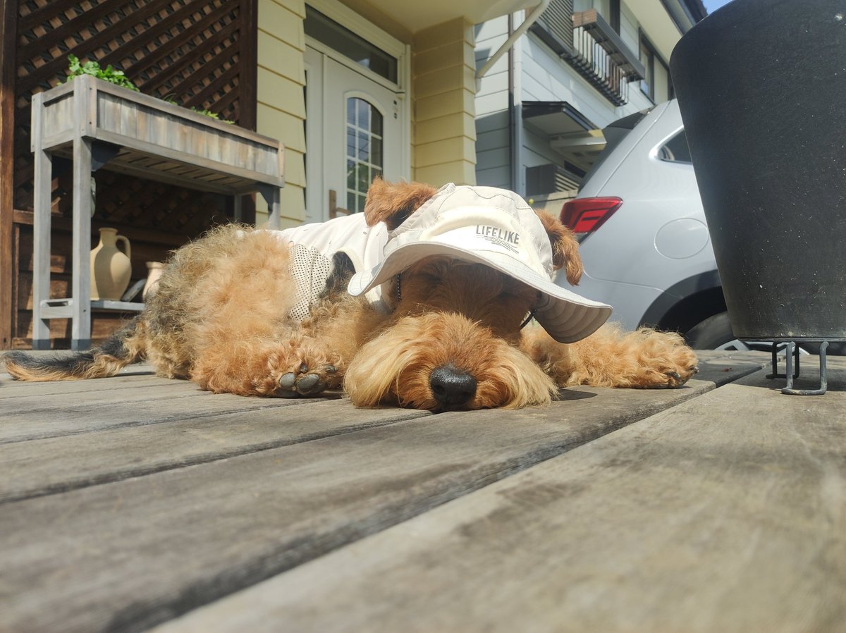 ひめぽん＠思兼（オモイカネ） tweet media