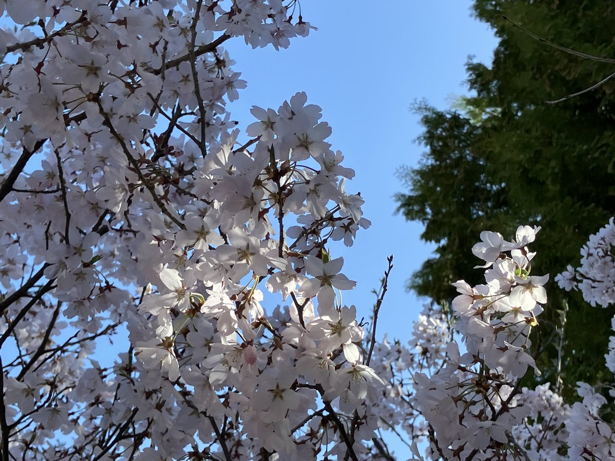 不定形生物 tweet media