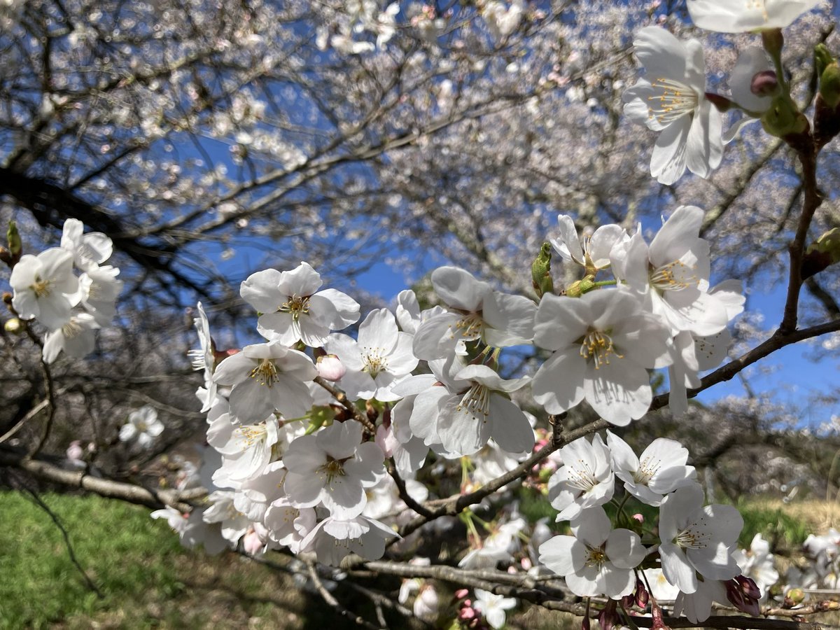 不定形生物 tweet media