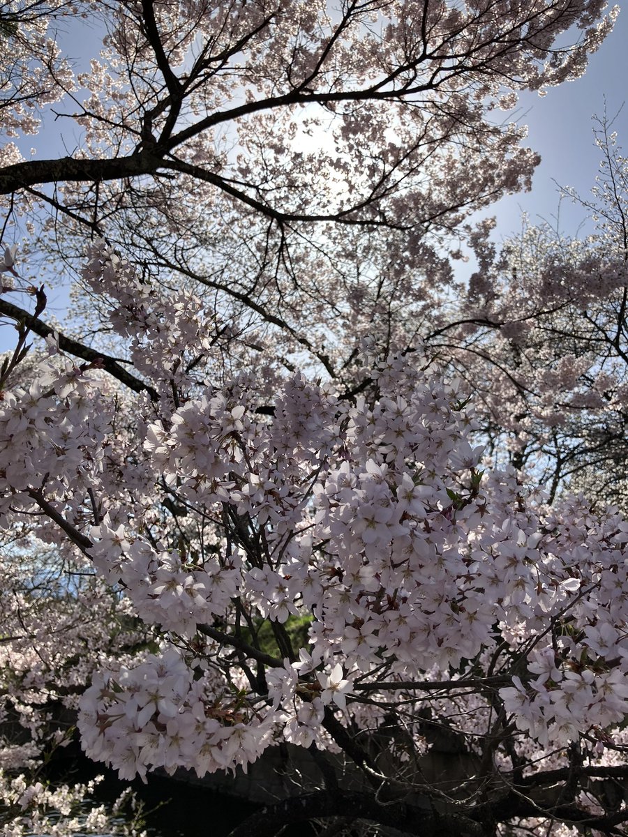 不定形生物 tweet media