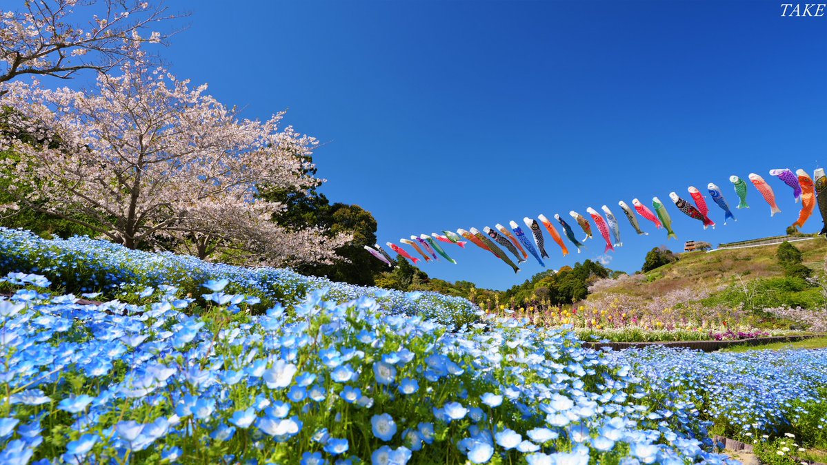 TAKE (花鳥風月 時々Bike) tweet media