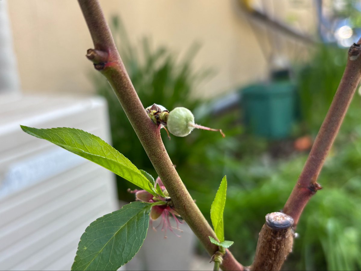 はたんきょ一 tweet media