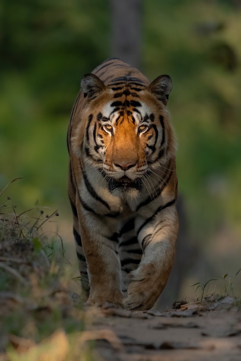 Van Vihar National Park tweet media