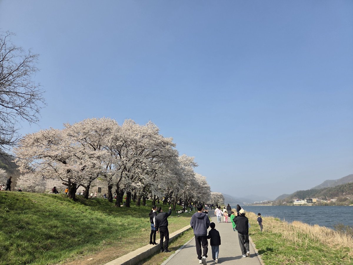 suwonrapid's tweet photo. 来年は大切なあなたと一緒に花見したい https://t.co/97HIhLNpCk