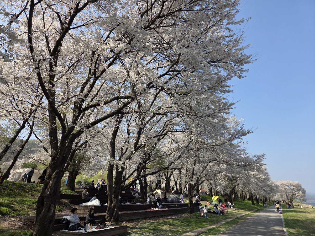 suwonrapid's tweet photo. 来年は大切なあなたと一緒に花見したい https://t.co/97HIhLNpCk