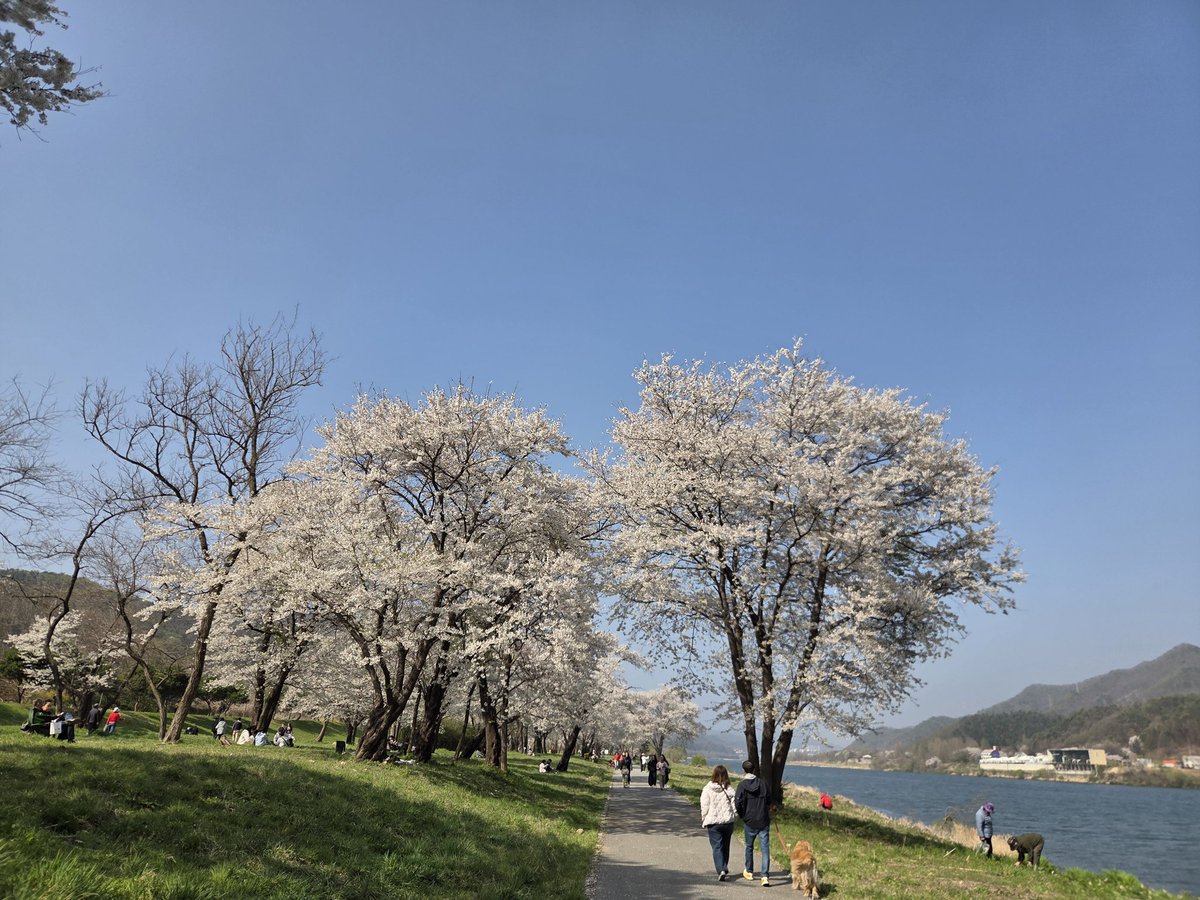 suwonrapid's tweet photo. 来年は大切なあなたと一緒に花見したい https://t.co/97HIhLNpCk