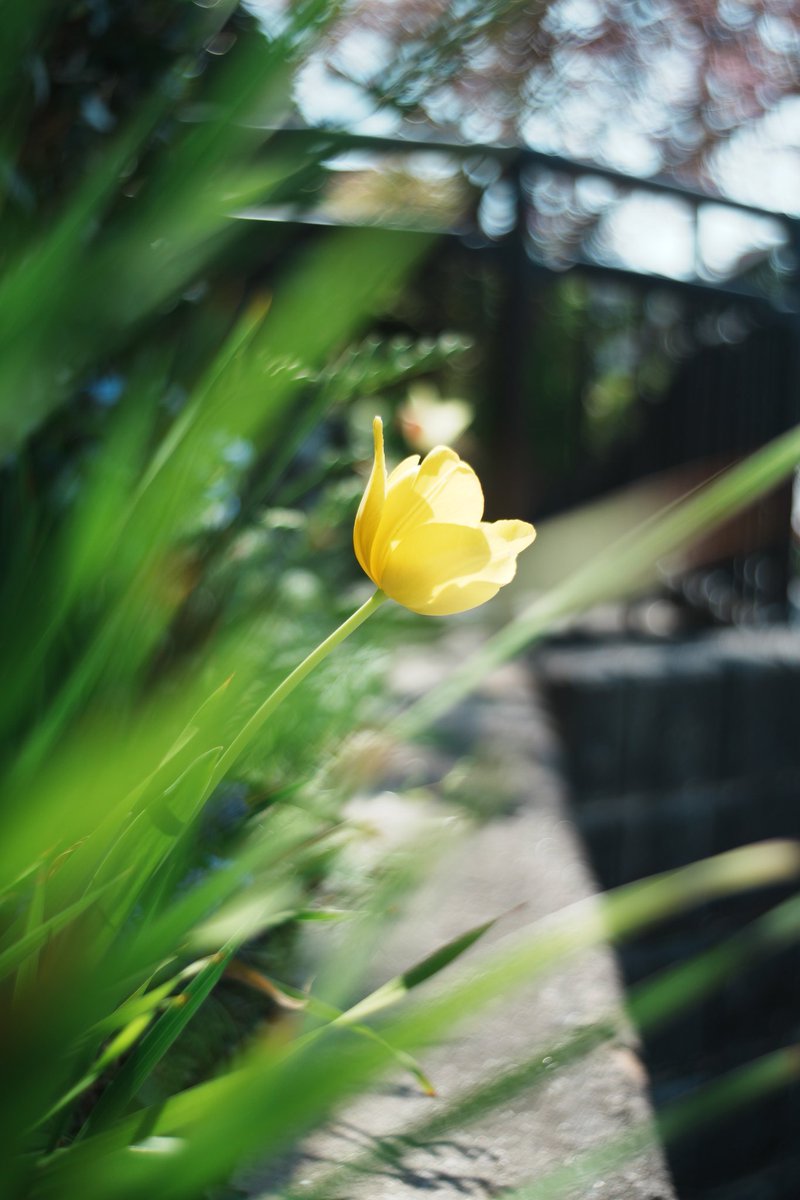 法務グラファー🐾 tweet media