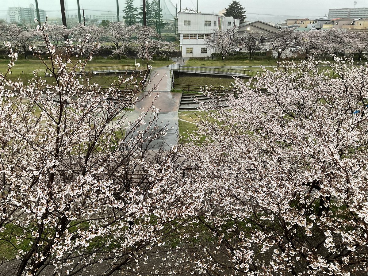 マッチ💖とお花見🌸
またマッチがどこかに✨上手く隠れてる❣️