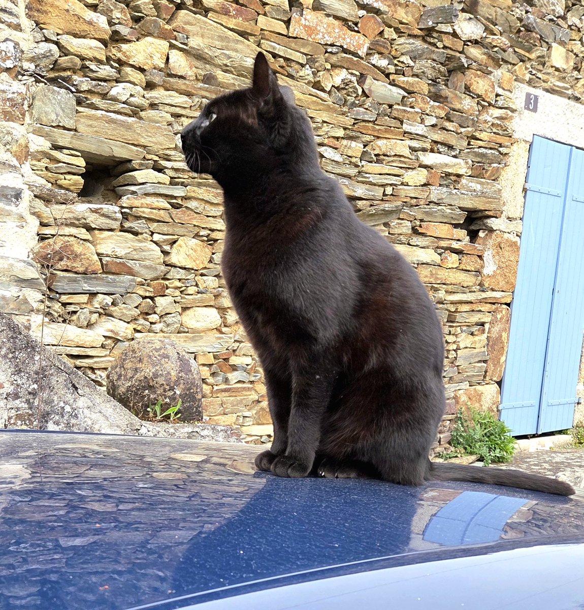 Nicola 🐾🐈‍⬛🐾 tweet media