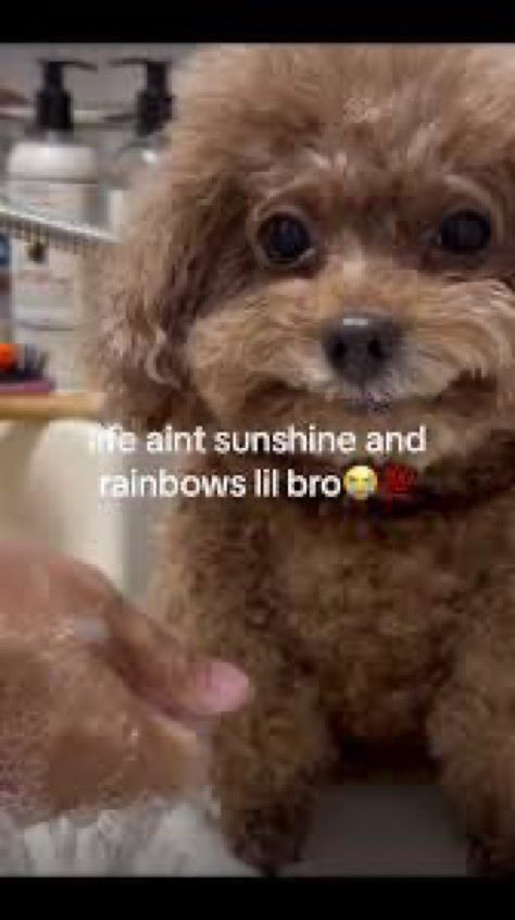 lynn #THELEHANE tweet media