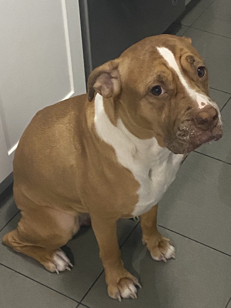 hailey kamie tweet media