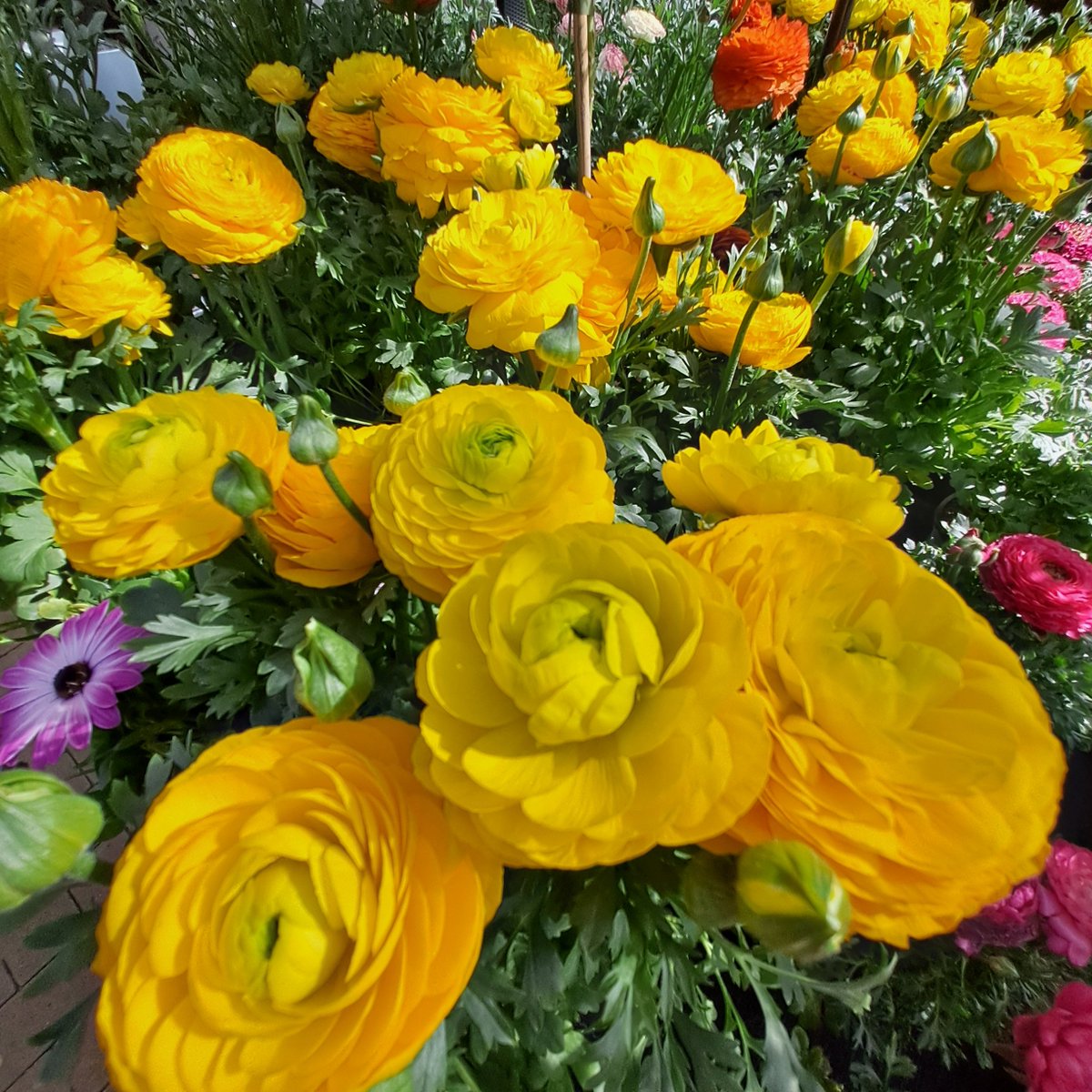 Sylta Ricklefs tweet media