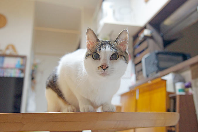和猫 tweet media