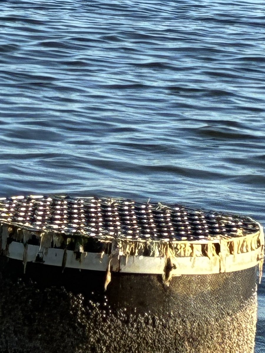 なてす。 tweet media