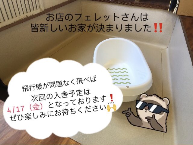 FerretLink's tweet photo. 現在お店のフェレットさんは皆新しいお家が決まった為、おりません。

飛行機での移動のため、変更になる場合もございますが、次回のデビュー予定は4/17（金）となっております‼️

ぜひぜひ楽しみにお待ちいただければと思います🙌 https://t.co/n5rsKPDmQf