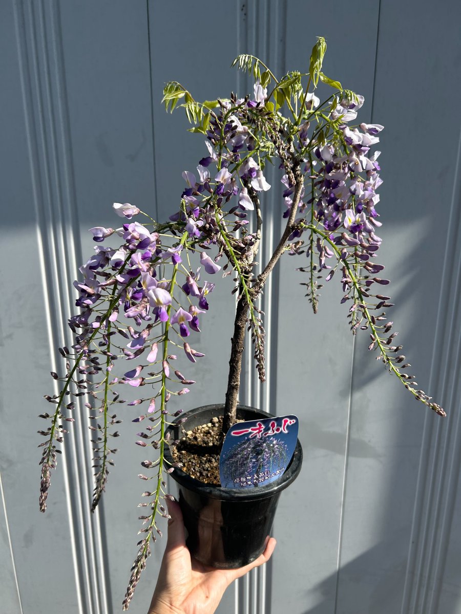 【ガーデニング】チャーム公式 tweet media