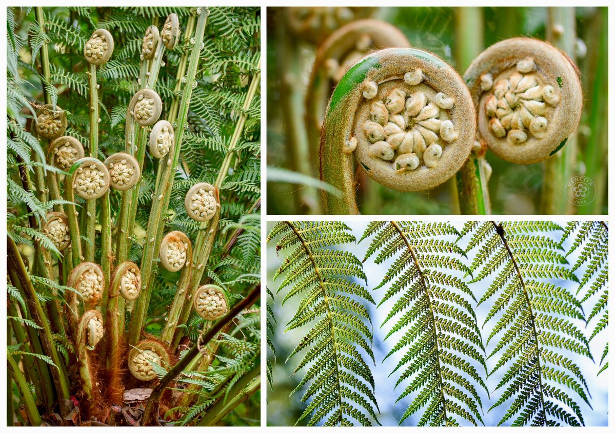 Tree ferns, some of the oldest plants, embody endurance and primeval times. Their unfurling fronds, known as the koru in Māori culture, symbolise new life and renewal. Long linked with magic and protection, they stand as living bridges between the ancient past and the present.