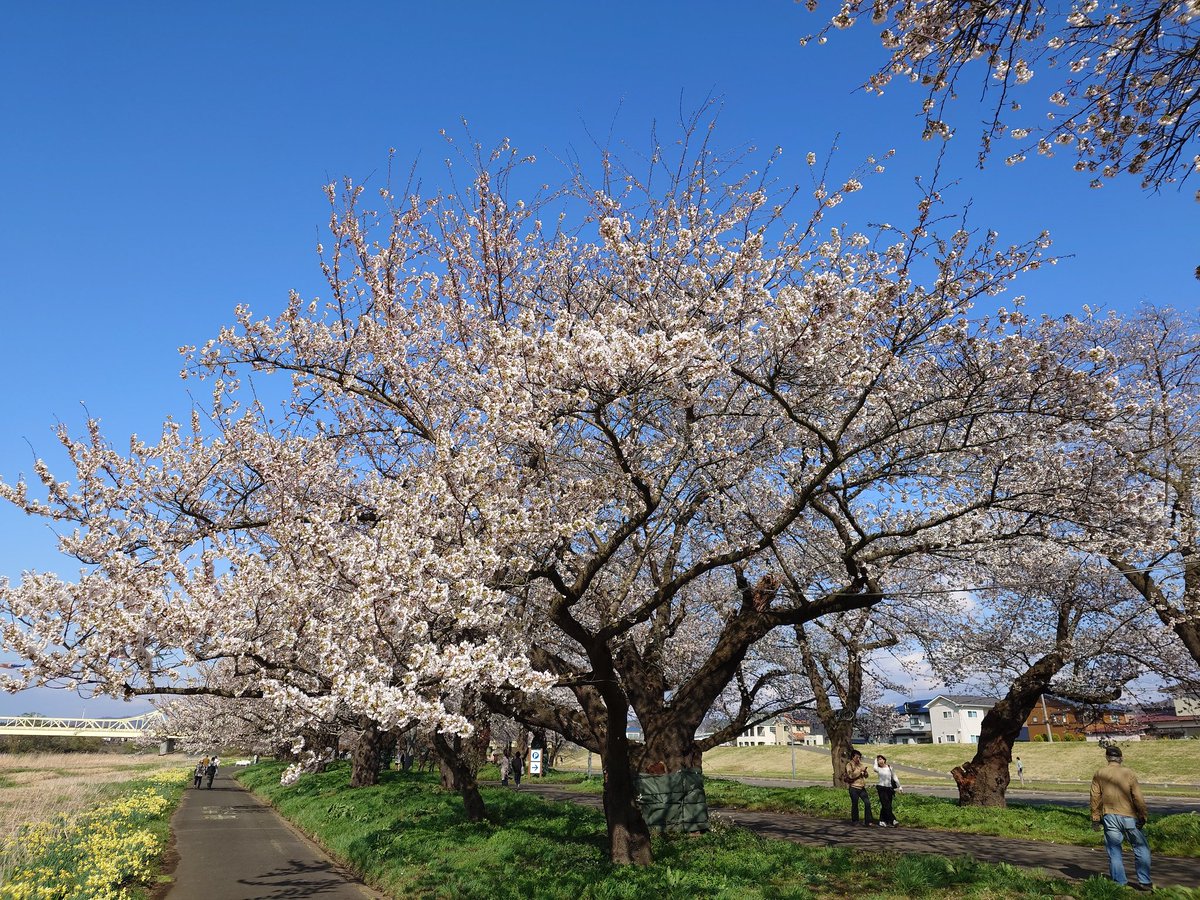 saicocom's tweet photo. 北上川の桜🌸(岩手県)五分咲きといったところ。とてもいいとこです。 https://t.co/L1v2WoIOGt