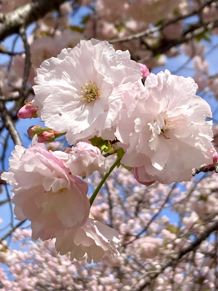 moremore tweet media