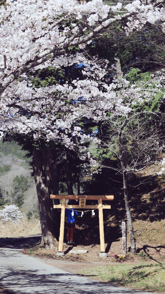 asianticjp's tweet photo. 島根県邑南町にある
国指定史跡・久喜銀山
大林にある山神社の鳥居が
新しくなっています⛩️
桜も満開🌸
秋にはもみじが美しい神社です🍁 https://t.co/UNufqJfmTM