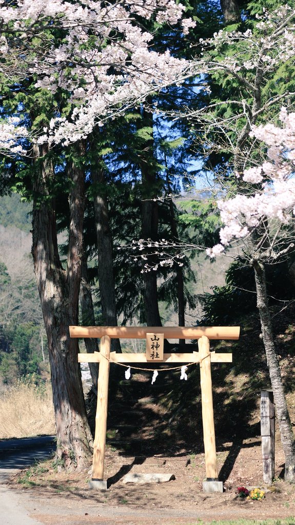 asianticjp's tweet photo. 島根県邑南町にある
国指定史跡・久喜銀山
大林にある山神社の鳥居が
新しくなっています⛩️
桜も満開🌸
秋にはもみじが美しい神社です🍁 https://t.co/UNufqJfmTM