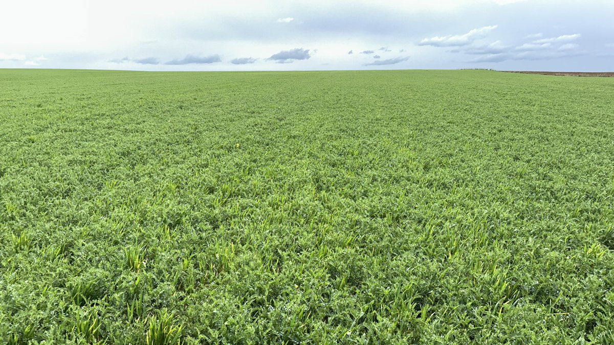 ismamanqui's tweet photo. @agropopular Buenos días desde Manquillos(Palencia) nos la han jugado bien los meteorólogos…toda la semana  modificando labores y riegos esperando las lluvias que iban a caer supuestamente hoy y al final nada…En fin a seguir mirando al cielo!! #AgropopularMadrid San Isidro https://t.co/iwAKddiIh8