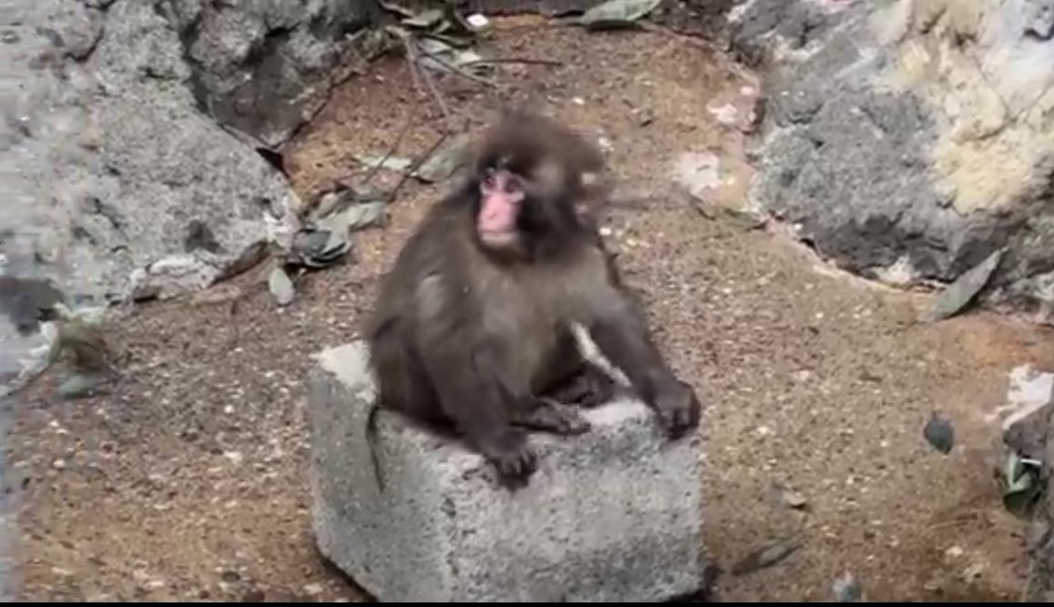 ねこねこ速報 tweet media