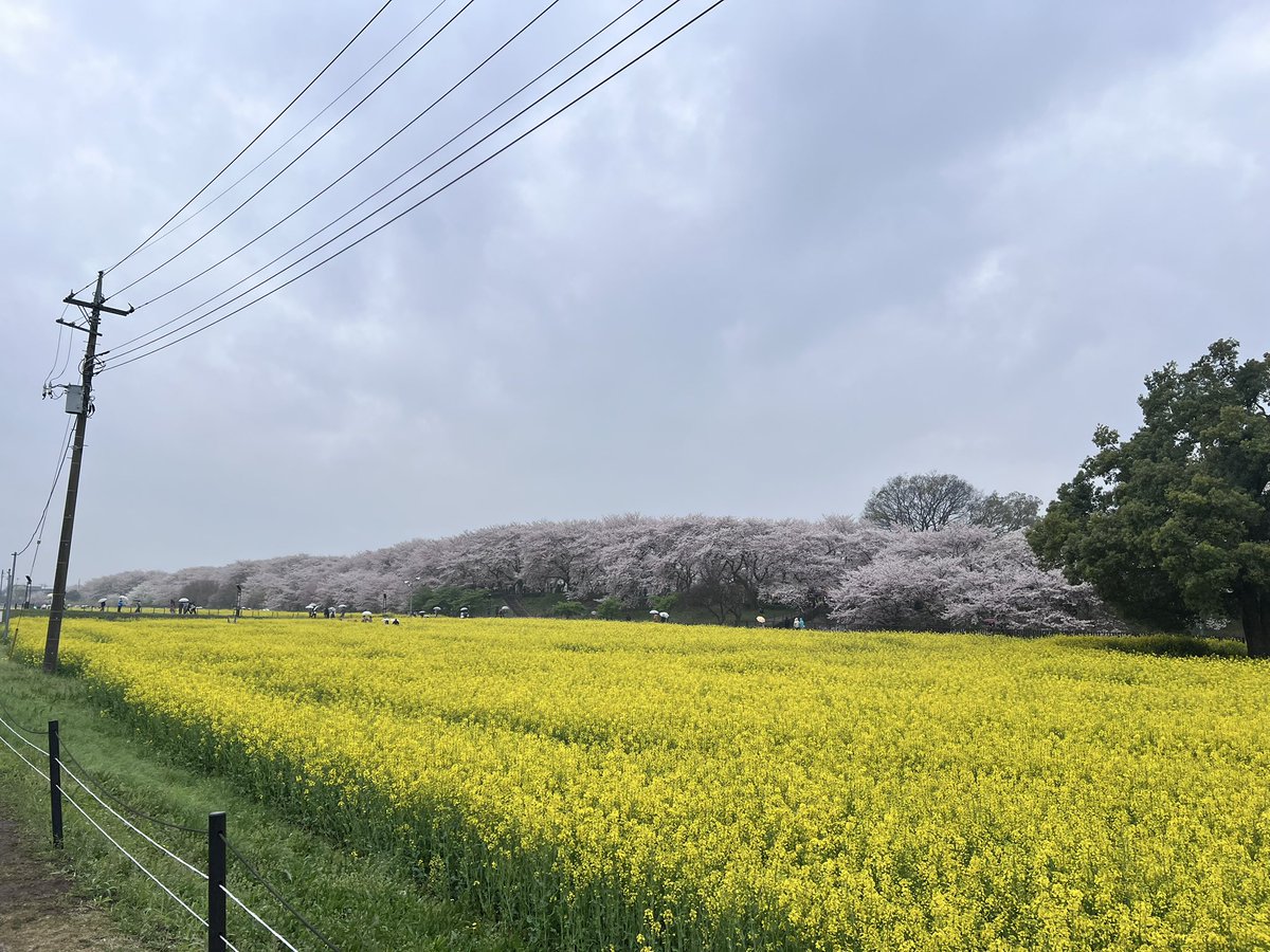 sei_gekka's tweet photo. この前権現堂行ってきたけど桜も菜の花も綺麗だった https://t.co/2fFztyQI7Y